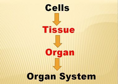 Text displaying words Cells, Tissue, Organ, Organ System.