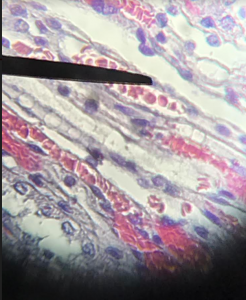 Picture of a cell