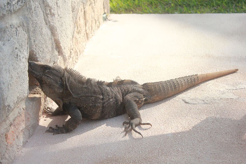 Large iguana