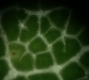 Picture of a leaf cell