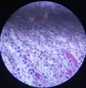 Liver cells image