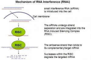 Schematic representation of RNA interference