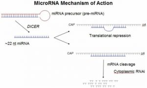 Schematic presentation of MicroRNA Mechanism of Action