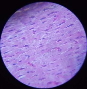 Muscle cells image